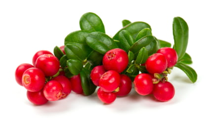 lingonberry